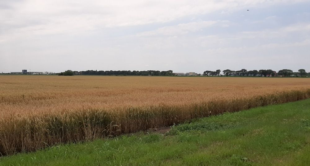 Poljoprivrednici: Setva pšenice otežana, nema dovoljno mineralnog đubriva iako je skuplje 100 odsto 1