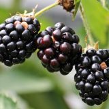 Nakon vesti da se kilogram kupina prodaje za po 1.600 dinara, cena danas na pijacama i upola manja 3