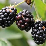 Nakon vesti da se kilogram kupina prodaje za po 1.600 dinara, cena danas na pijacama i upola manja 12