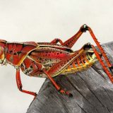 Beč: Insekti kao proteini budućnosti 8