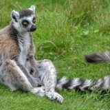 Promena klime preti opstanku jednog od simbola Madagaskara 11