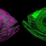 Beč: Nova metoda čini životinje providnim 13