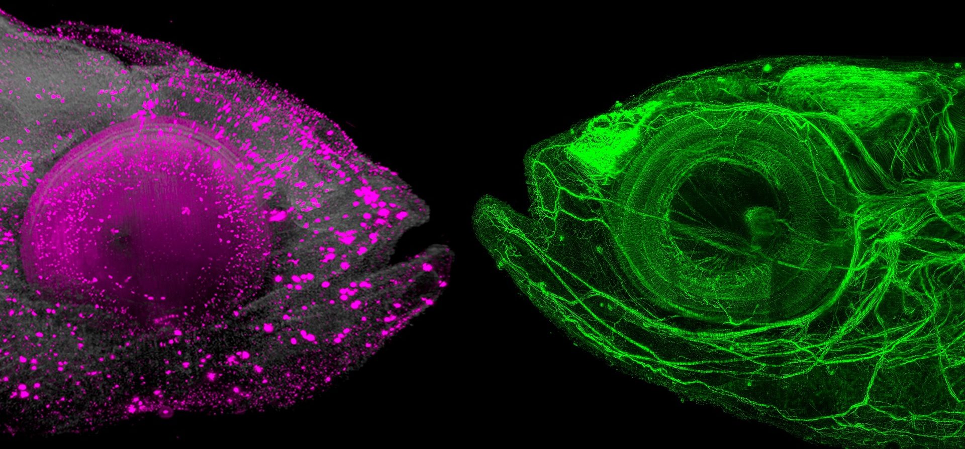 Beč: Nova metoda čini životinje providnim 1