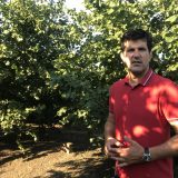 Završena berba trešanja, uskoro stižu lešnici (VIDEO) 5