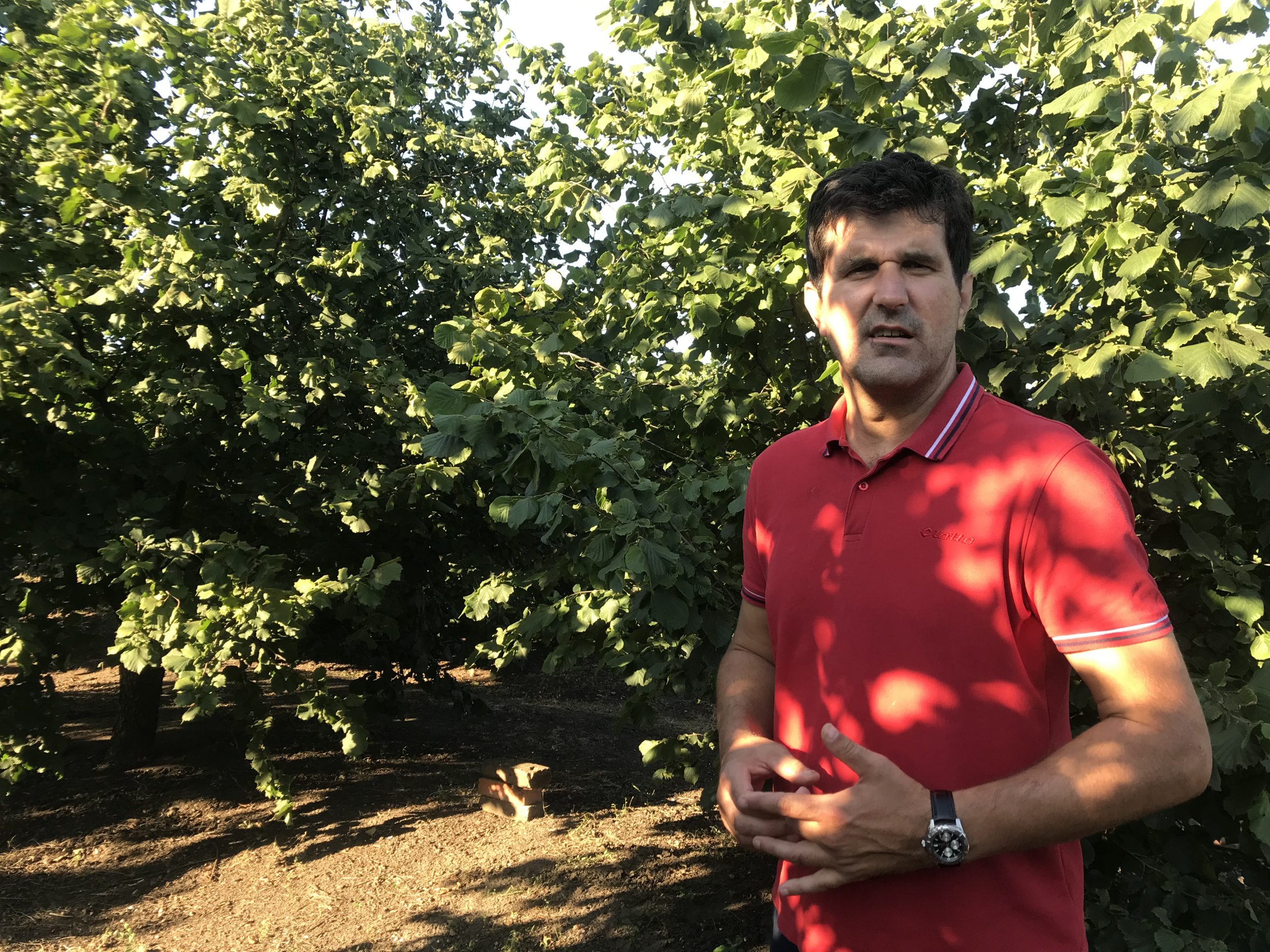 Završena berba trešanja, uskoro stižu lešnici (VIDEO) 1