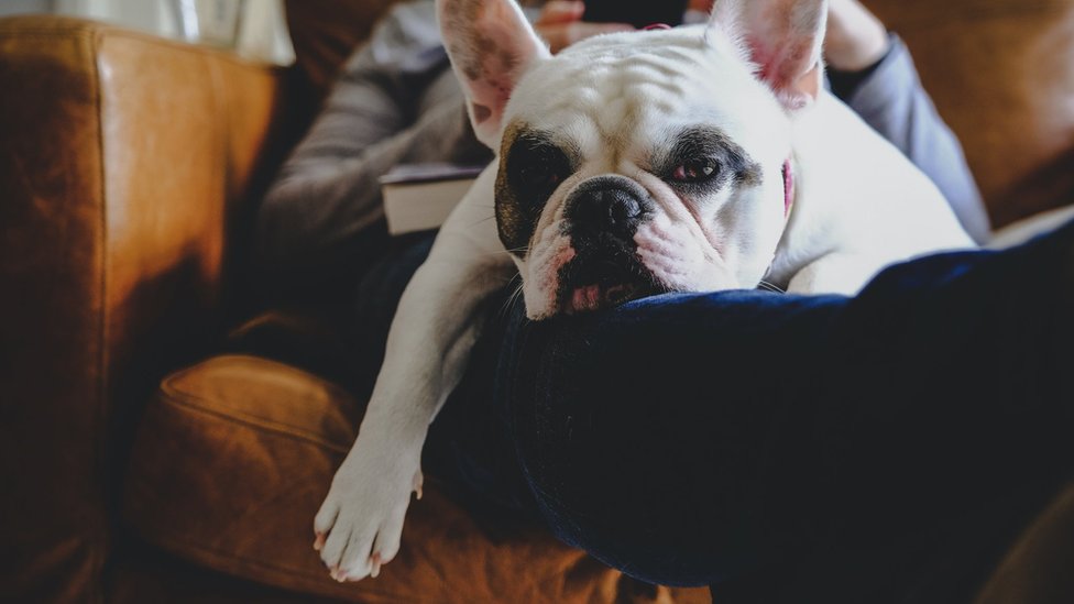 Letovanje kod kuće tokom pandemije: Kako uživati u odmoru bez putovanja 8 Pas spava u krilu čoveka