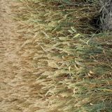 Poljoprivrednici Banata: Netačne tvrdnje da je pšenica skupa u Srbiji 2