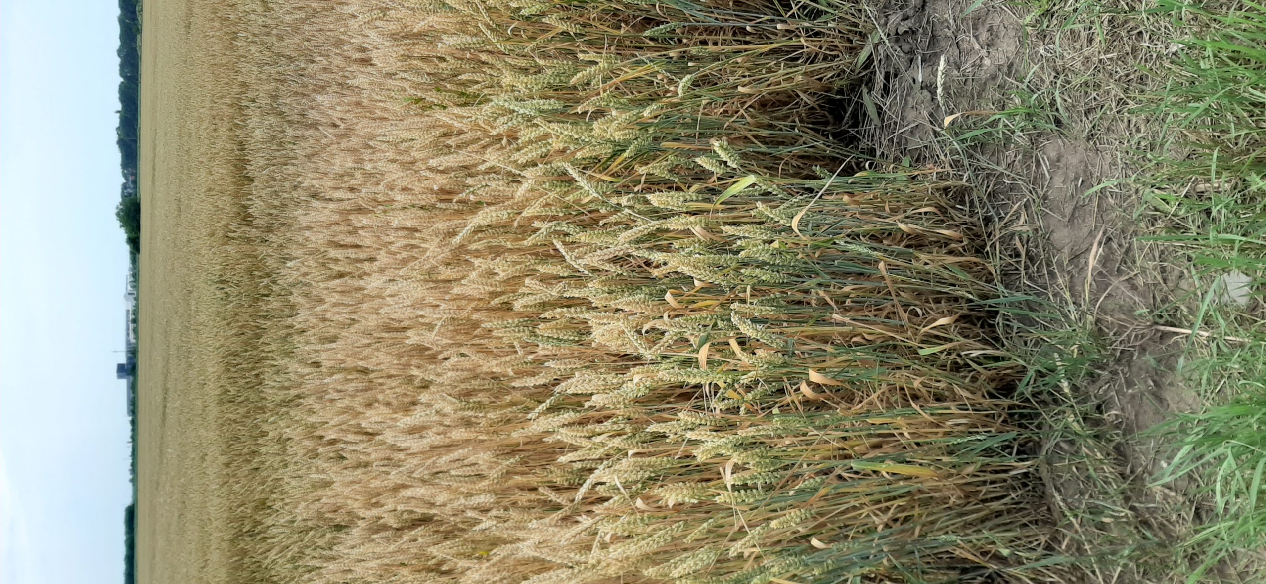Poljoprivrednici Banata: Netačne tvrdnje da je pšenica skupa u Srbiji 1