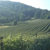 Arilje (2): Crveno zlato iz zavičaja 12