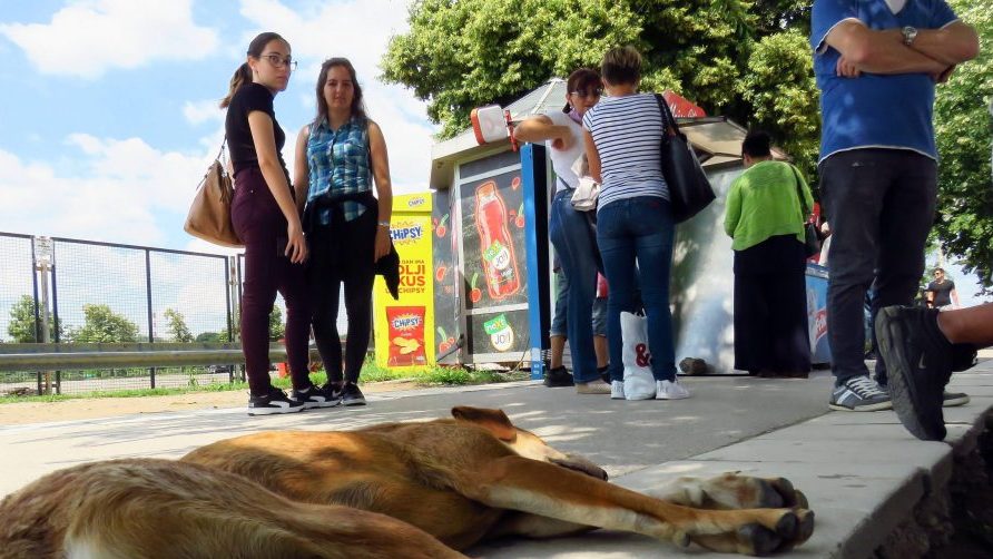 Zašto su neke vrućine gore od drugih i šta je to termalni komfor - pojam koji se uopšte ne razmatra u domaćoj praksi 1