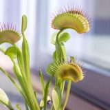 Biljke imaju svoj unutrašnji, biološki sat 12