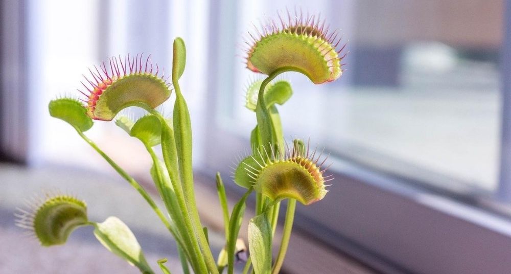 Biljke imaju svoj unutrašnji, biološki sat 1