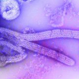 U Gvineju za vikend stiže 11.000 doza vakcina protiv ebole 7