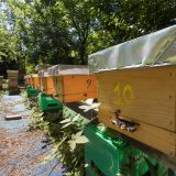 Otvoren prvi azil za pčele u Beogradu 8