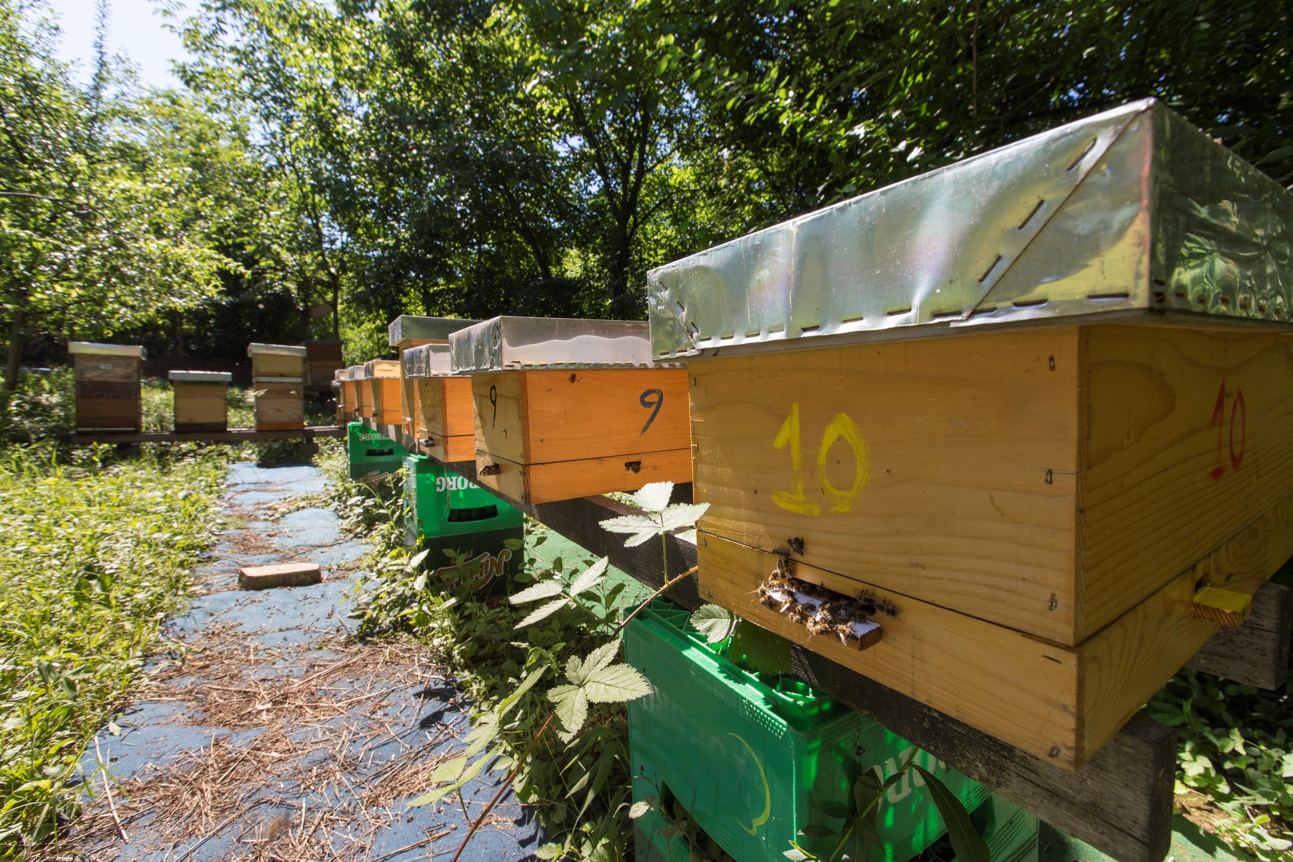 Otvoren prvi azil za pčele u Beogradu 1