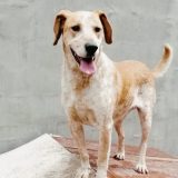 Život pasa na ulici: Od trovanja do toplog doma (VIDEO) 11