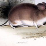 Miš koji živi u najekstremnijim uslovima na Zemlji 3