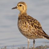 Otkrivena nova vrsta ptice u fauni Srbije: Azijski zlatni vivak fotografisan na Pešteru 4