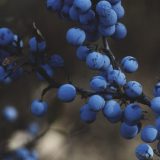 U Srbiji pod borovnicom oko 2.000 hektara, najviše se izvozi u Rusiju i Holandiju 6