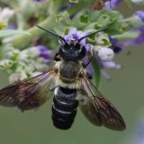 Hoteli za insekte na nekoliko lokacija u Beogradu 7