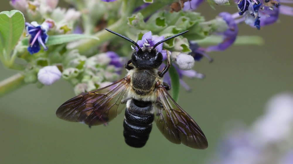 Grad Vranje potpisnik "Deklaracije o zaštiti pčela" 1