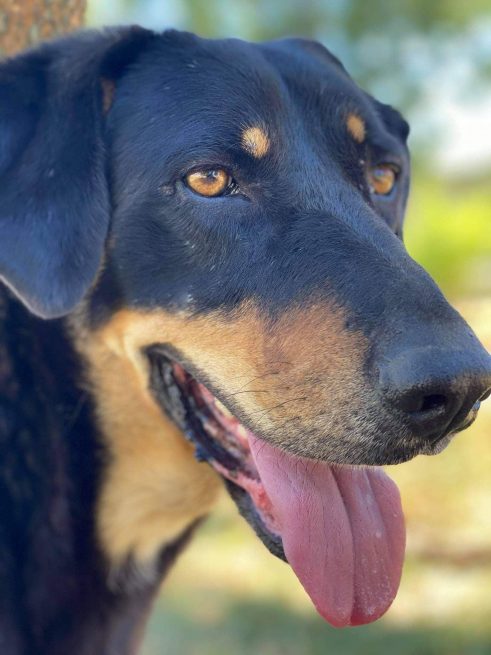 Život pasa na ulici: Od trovanja do toplog doma (VIDEO) 11
