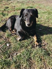 Život pasa na ulici: Od trovanja do toplog doma (VIDEO) 10