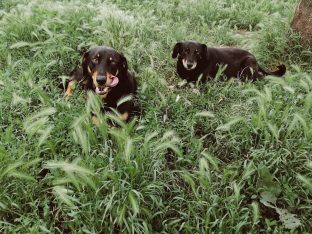 Život pasa na ulici: Od trovanja do toplog doma (VIDEO) 9