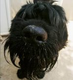 Život pasa na ulici: Od trovanja do toplog doma (VIDEO) 6