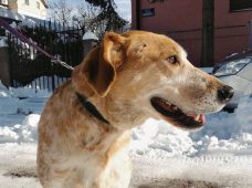 Život pasa na ulici: Od trovanja do toplog doma (VIDEO) 3