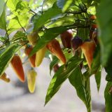 Neočekivana simbioza: Solarni paneli mogu da povećaju poljoprivredne prinose 6