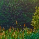 Preživeli 36 sati u bolivijskoj močvari punoj aligatora nakon što im se srušio avion 2