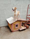 Život pasa na ulici: Od trovanja do toplog doma (VIDEO) 2