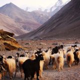 Rat i mir na krovu sveta 9