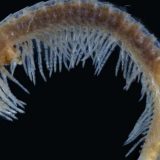 Naučnici iz Beograda i Beča otkrili dve nove vrste stonoga 2