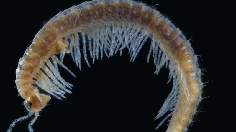 Naučnici iz Beograda i Beča otkrili dve nove vrste stonoga 1