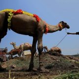 U Pakistanu kamila ponovo hoda zahvaljujući protezi 1