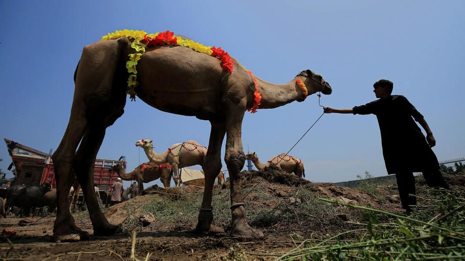 U Pakistanu kamila ponovo hoda zahvaljujući protezi 1