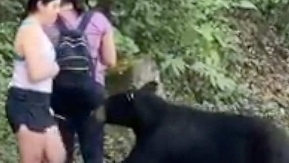 Meksiko i životinje: Divlji medved koji je onjušio ženu uhvaćen i kastriran 1 A black bear paws at a women's calf