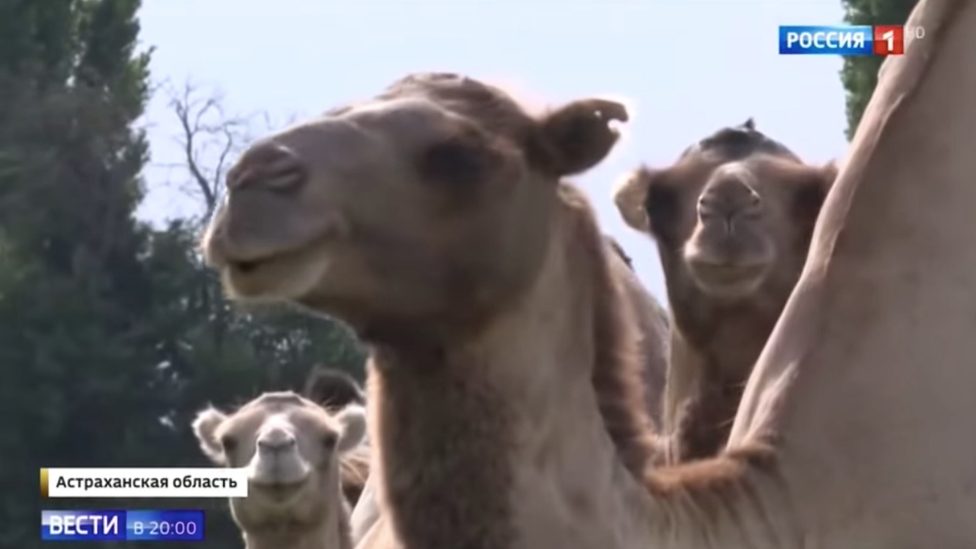 Roaming camels, Russia