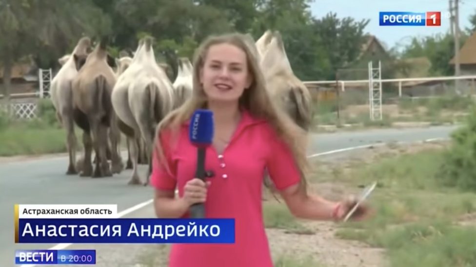 Camels on road, Russia