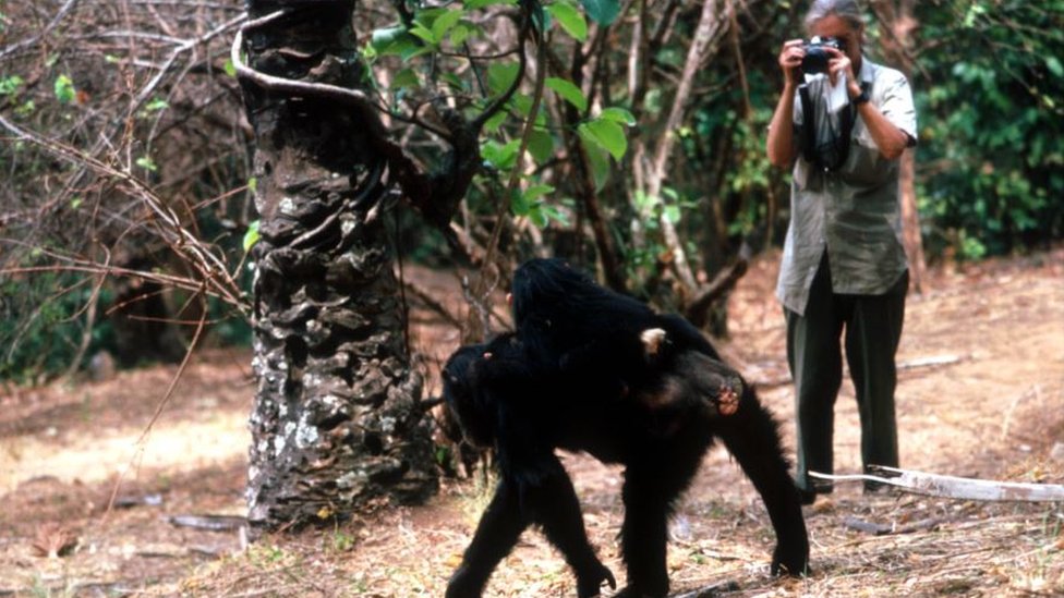 Džejn Gudal istražuje šimpanze u Nacionalnom parku Gombe na severu Tanzanije