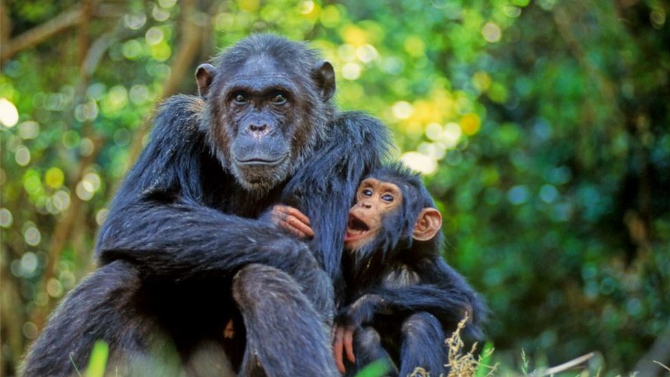 Majka i mladunče šimpanze u Nacionalnom parku Gombe, Tanzanija