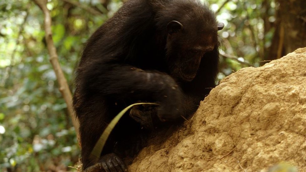 Šimpanza štapom vadi termite iz mravinjaka