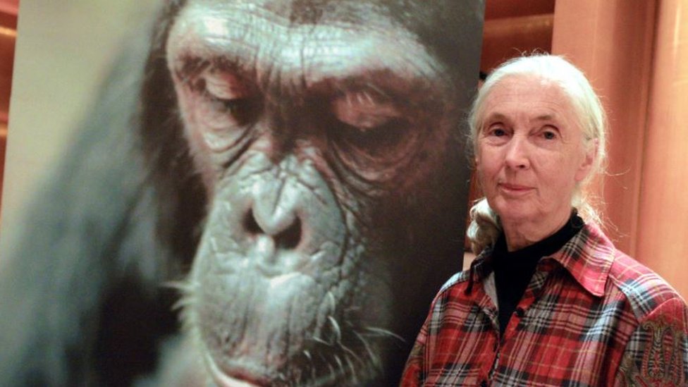 Džejn Gudol i portret šimpanze