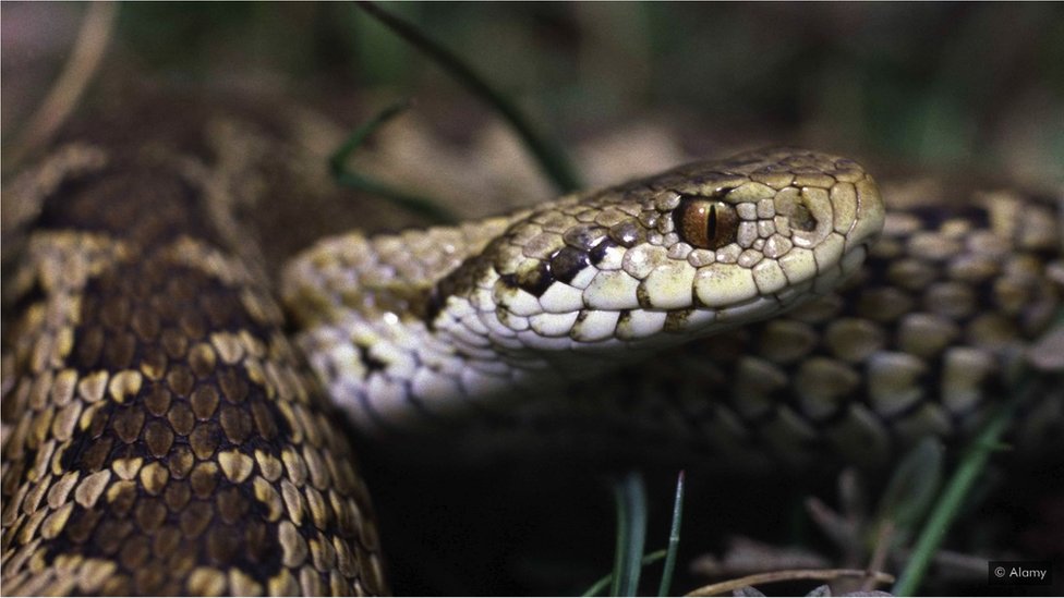 Planinski žutokrug, deli planinsko stani&scaron;te sa marsikanskim mrkim medvedom