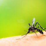 Šabac: Akcija suzbijanja larvi komaraca 14