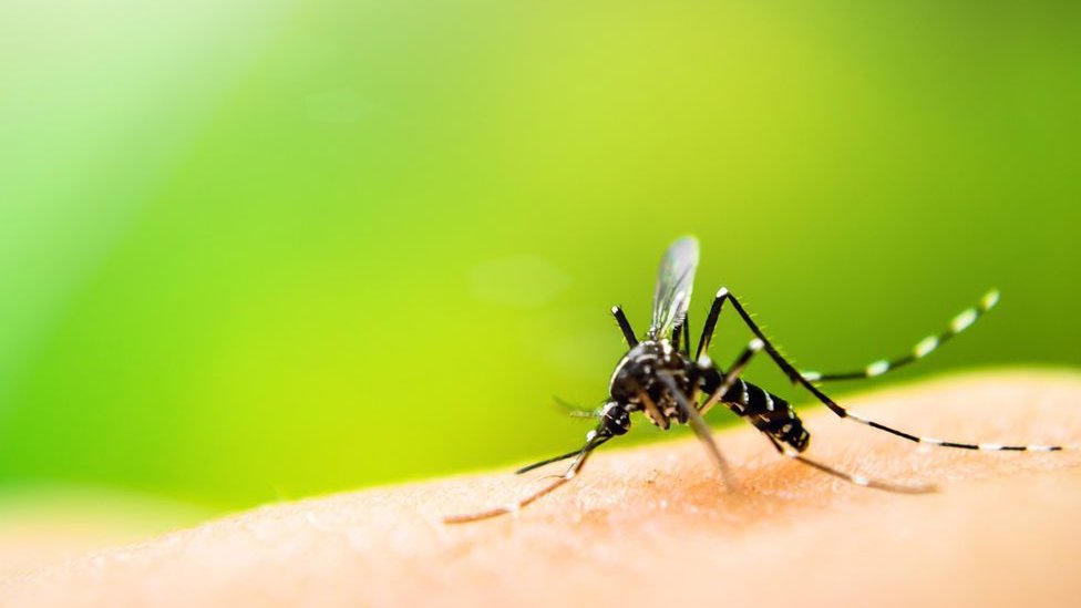 Šabac: Akcija suzbijanja larvi komaraca 1