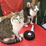 Psi i mačke: Zašto su Francuzi „evropski šampioni“ u napuštanju kućnih ljubimaca 4