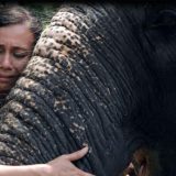 Životinje i zlostavljanje: „Muče slonove do smrti, a onda rone krokodilske suze“ 4